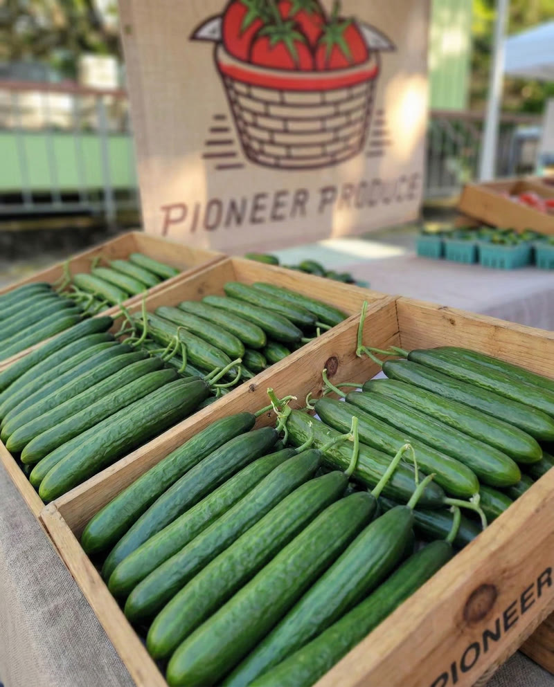 Long English Cucumbers