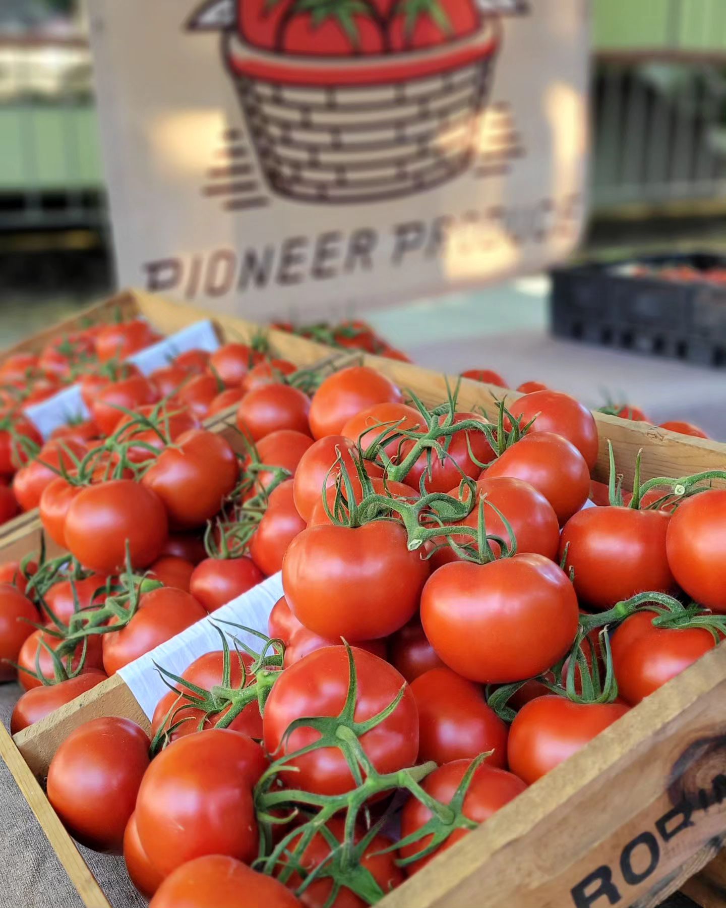 Rebelski Beefsteak Tomatoes